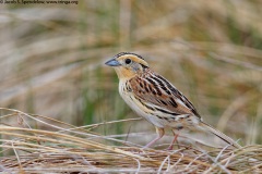 Le Conte's Sparrow