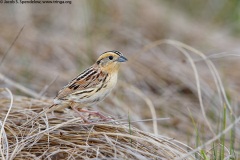 Le Conte's Sparrow