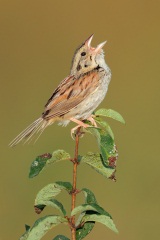 Henslows Sparrow