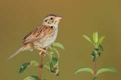 Henslow's Sparrow