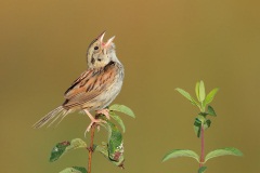 Henslow's Sparrow