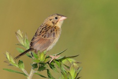 Henslow's Sparrow