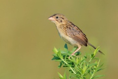 Henslow's Sparrow