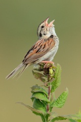 Henslow's Sparrow