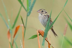 Henslow's Sparrow