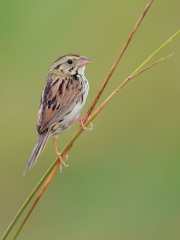 Henslow's Sparrow