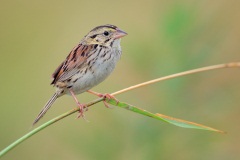 Henslow's Sparrow