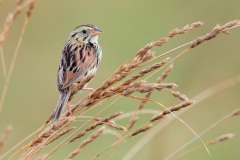 Henslow's Sparrow