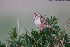 Baird's Sparrow