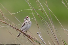 Baird's Sparrow