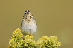 Baird's Sparrow