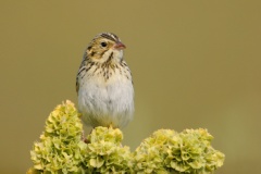 Baird's Sparrow