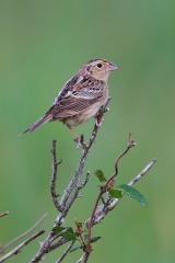 Grasshopper Sparrow