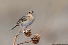 Grasshopper Sparrow