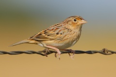 Grasshopper Sparrow