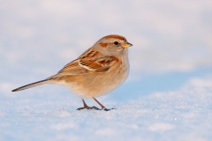 American Tree Sparrow