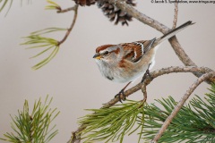 American Tree Sparrow