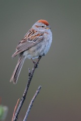 American Tree Sparrow