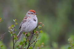 American Tree Sparrow