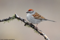 Chipping Sparrow