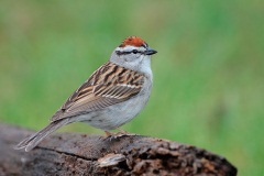 Chipping Sparrow