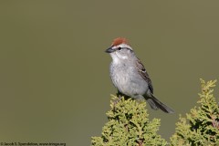 Chipping Sparrow