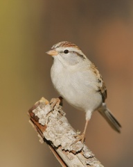 Chipping Sparrow