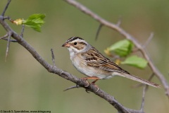 Clay-colored Sparrow