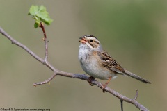 Clay-colored Sparrow