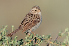 Brewer's Sparrow