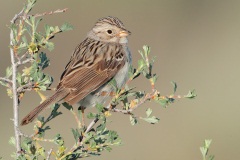 Brewer's Sparrow