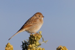 Brewer's Sparrow