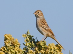 Brewer's Sparrow