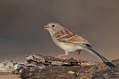 Field Sparrow