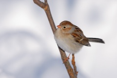 Field Sparrow