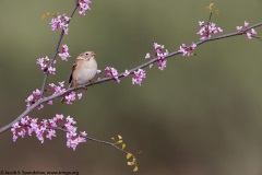 Field Sparrow