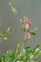 Field Sparrow