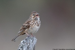 Vesper Sparrow