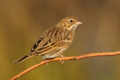 Vesper Sparrow