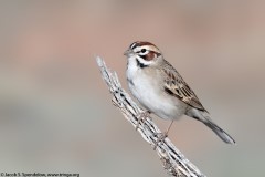 Lark Sparrow