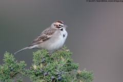 Lark Sparrow