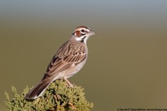 Lark Sparrow