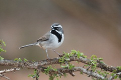 Black-throated Sparrow