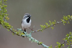 Black-throated Sparrow