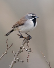 Black-throated Sparrow