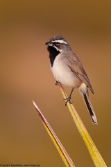 Black-throated Sparrow