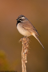 Black-throated Sparrow