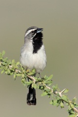 Black-throated Sparrow