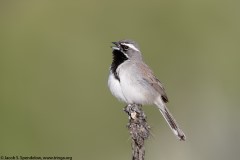 Black-throated Sparrow