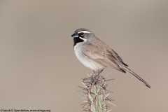 Black-throated Sparrow